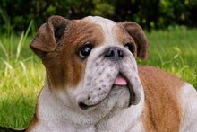Load image into Gallery viewer, Lying Bulldog
