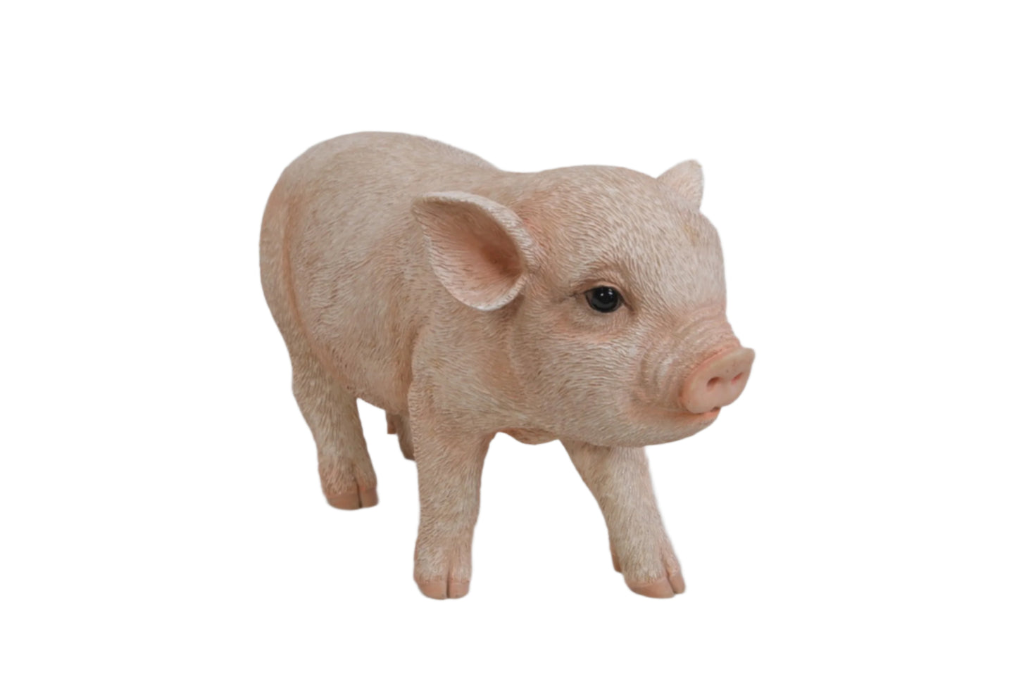 Standing Baby Pig