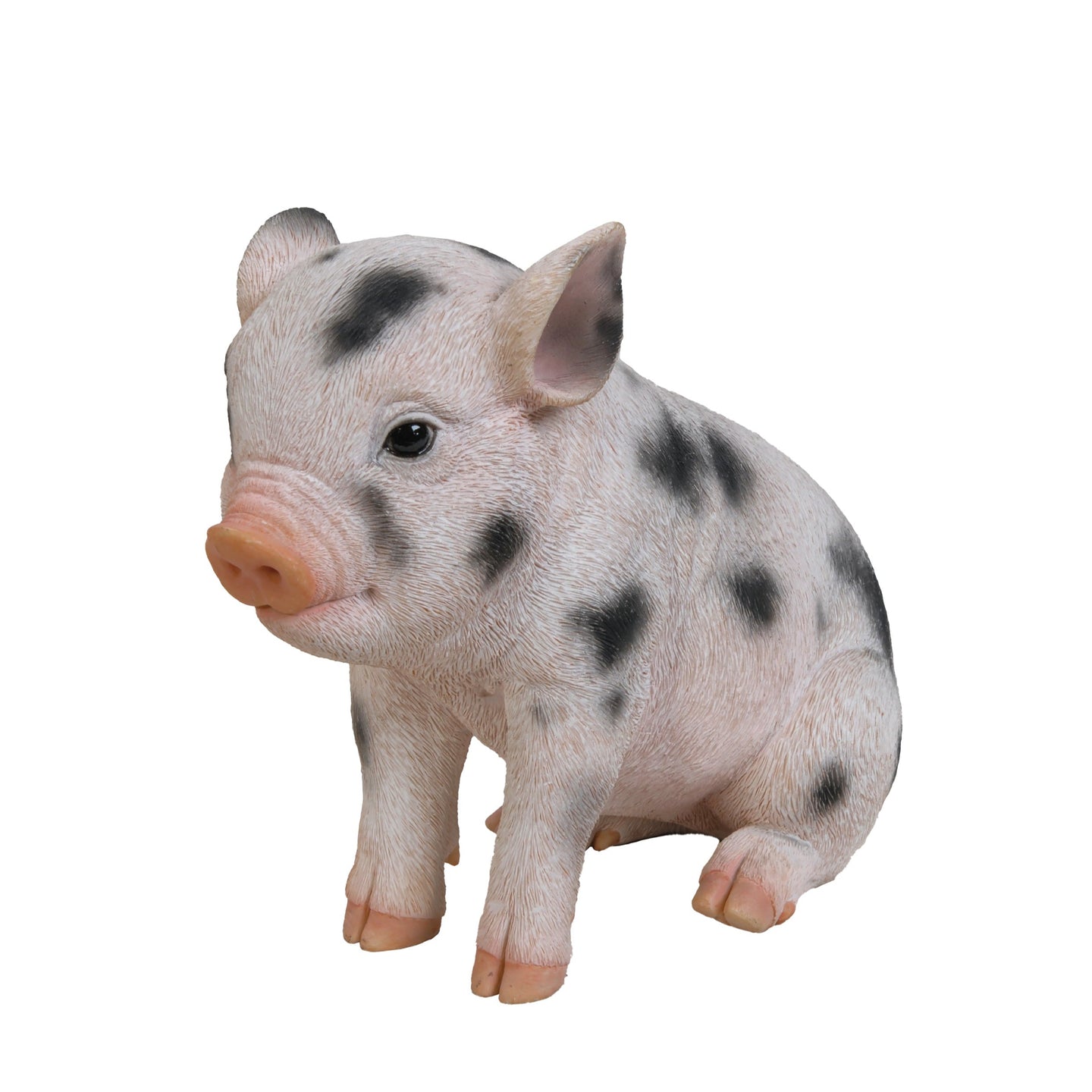 Sitting Baby Pig W/Black Spots