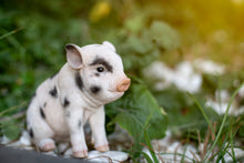 Load image into Gallery viewer, Sitting Baby Pig W/Black Spots
