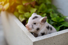 Load image into Gallery viewer, Sitting Baby Pig W/Black Spots
