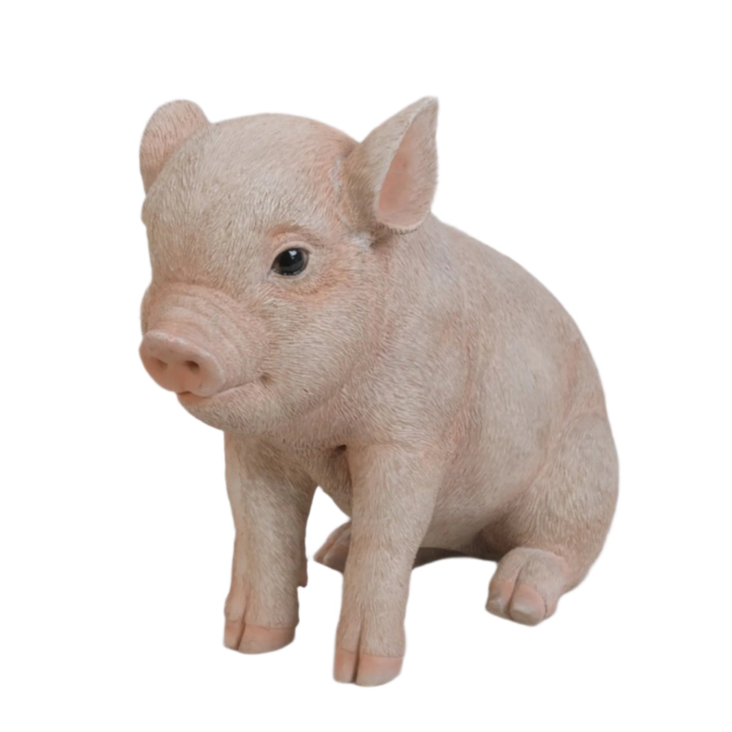 Sitting Baby Pig