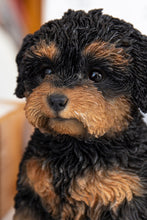 Load image into Gallery viewer, Baby Cavapoo Black &amp; Tan
