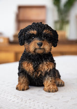 Load image into Gallery viewer, Baby Cavapoo Black &amp; Tan
