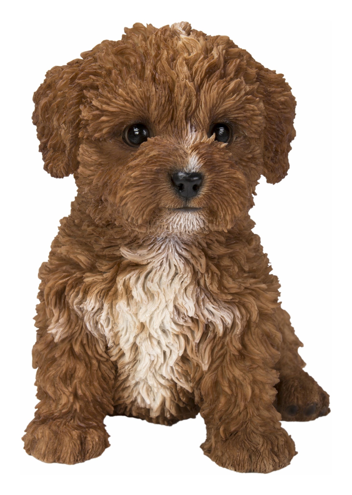 Baby Cavapoo Chocolate