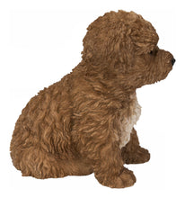 Load image into Gallery viewer, Baby Cavapoo Chocolate
