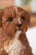 Load image into Gallery viewer, Baby Cavapoo Chocolate
