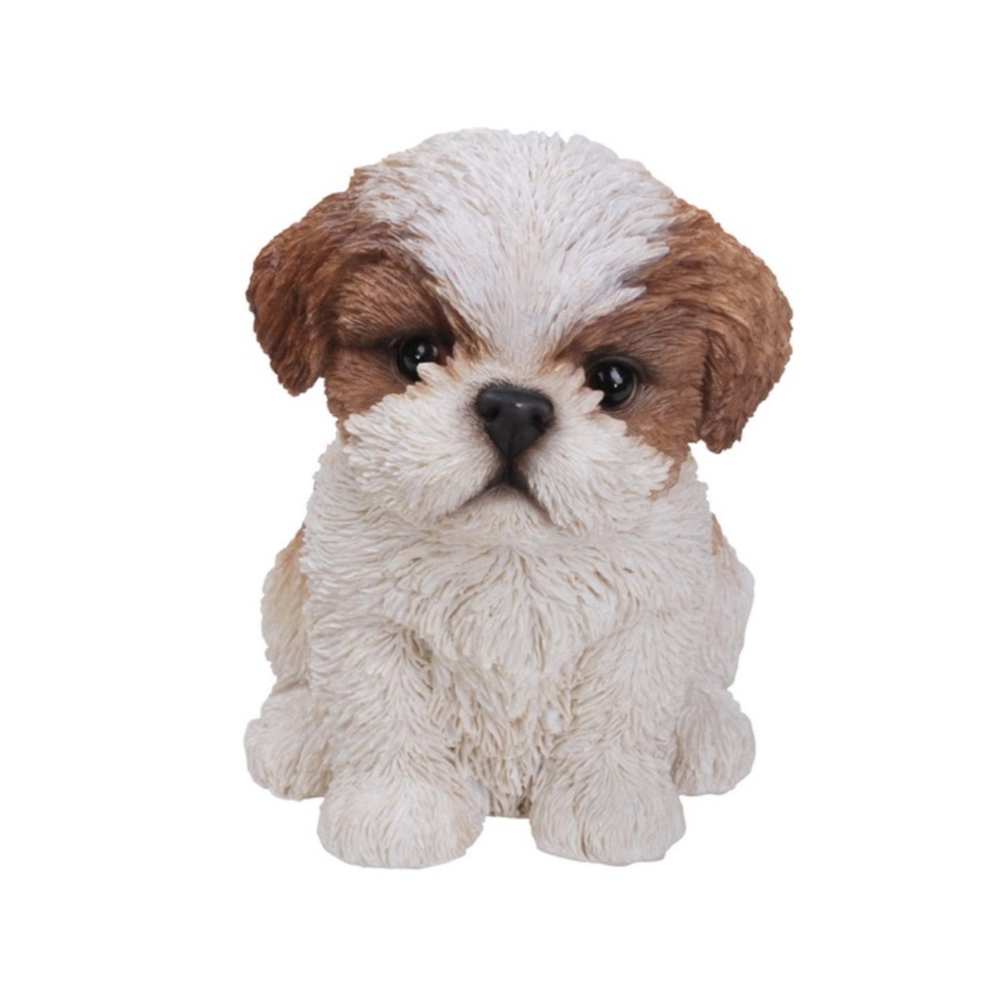 Brown & White Shih Tzu Puppy