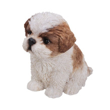 Load image into Gallery viewer, Brown &amp; White Shih Tzu Puppy
