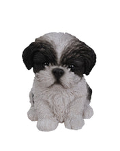 Load image into Gallery viewer, Black &amp; White Shih Tzu Puppy
