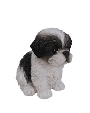 Load image into Gallery viewer, Black &amp; White Shih Tzu Puppy
