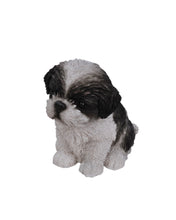 Load image into Gallery viewer, Black &amp; White Shih Tzu Puppy
