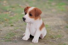 Load image into Gallery viewer, Jack Russell Terrier Puppy
