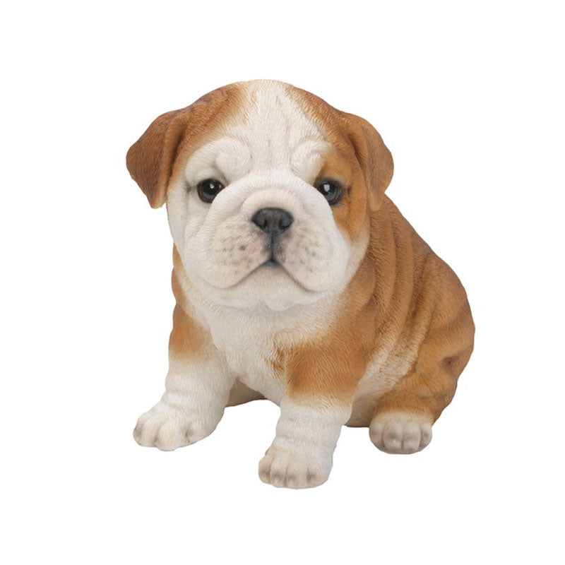 Bulldog Puppy
