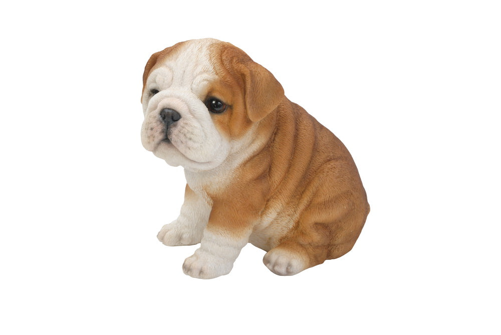 Bulldog Puppy