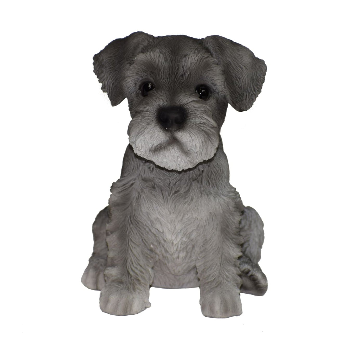 Schnauzer Puppy