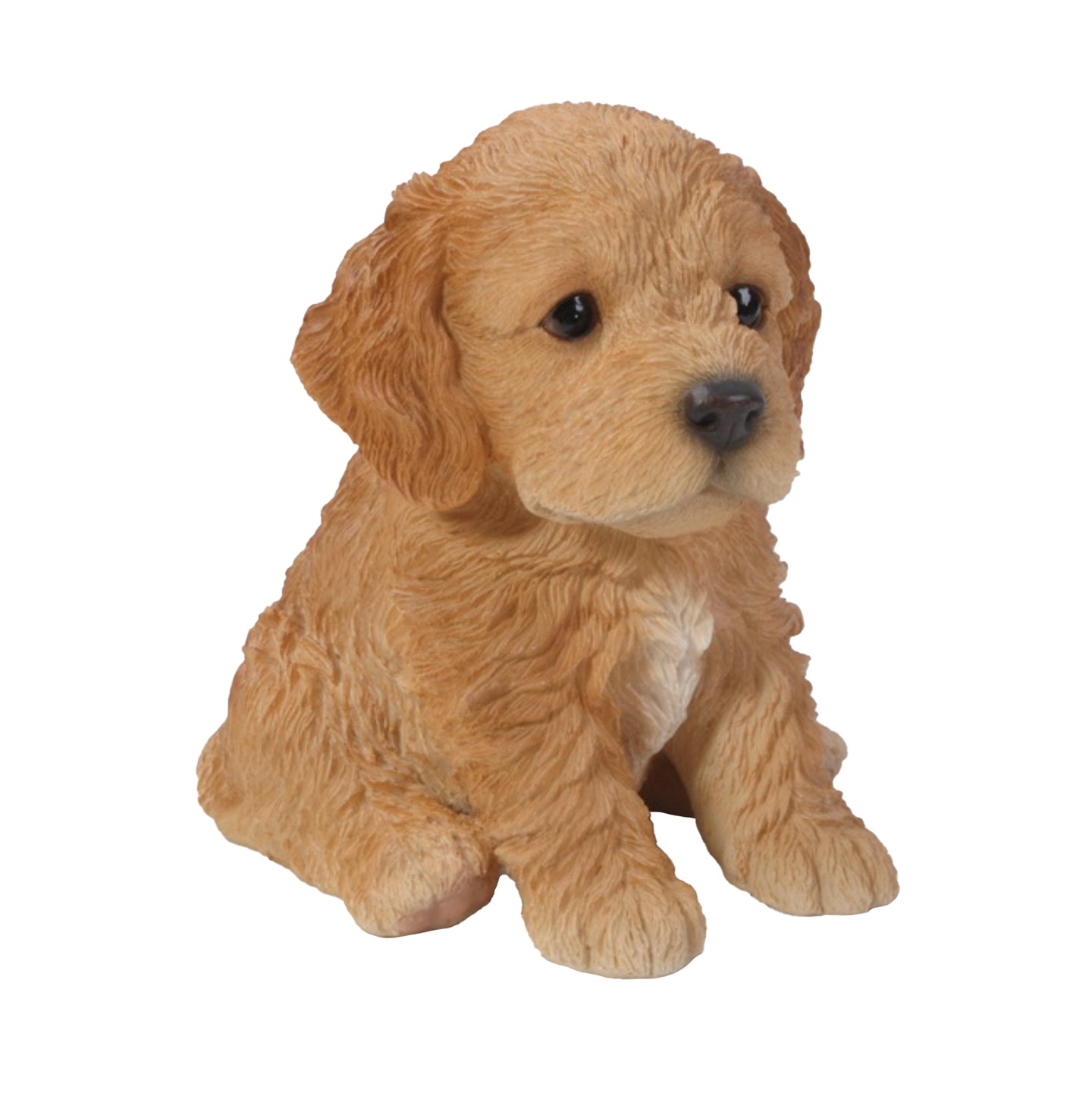 Brown Cockapoo Puppy