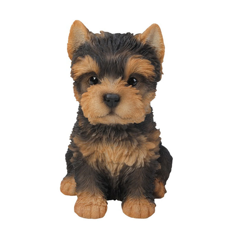 Yorkshire Terrier Puppy