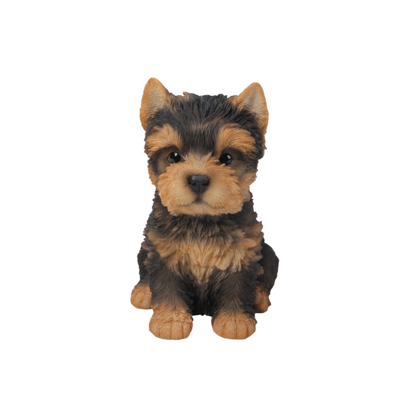 Yorkshire Terrier Puppy