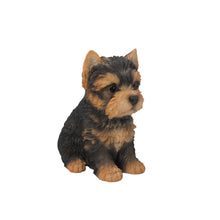 Load image into Gallery viewer, Yorkshire Terrier Puppy
