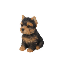 Load image into Gallery viewer, Yorkshire Terrier Puppy
