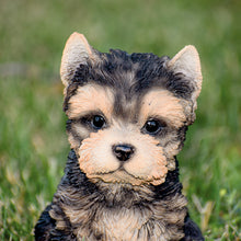 Load image into Gallery viewer, Yorkshire Terrier Puppy
