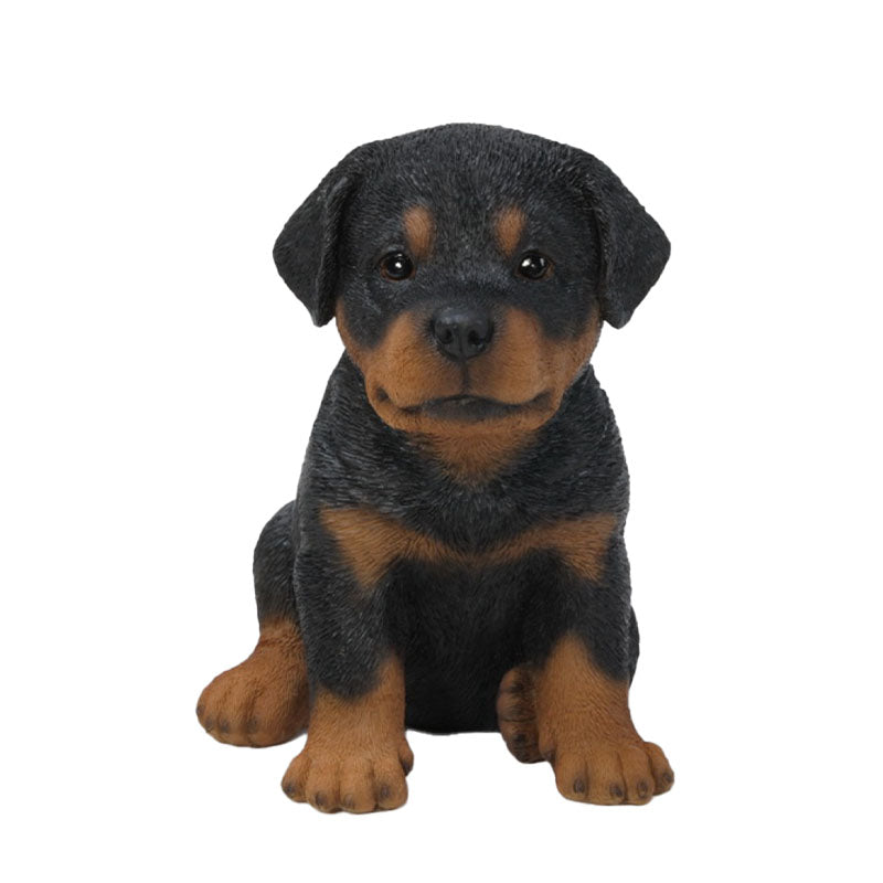 Rottweiler Puppy