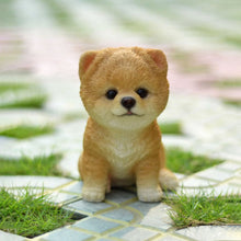Load image into Gallery viewer, Pomeranian Puppy
