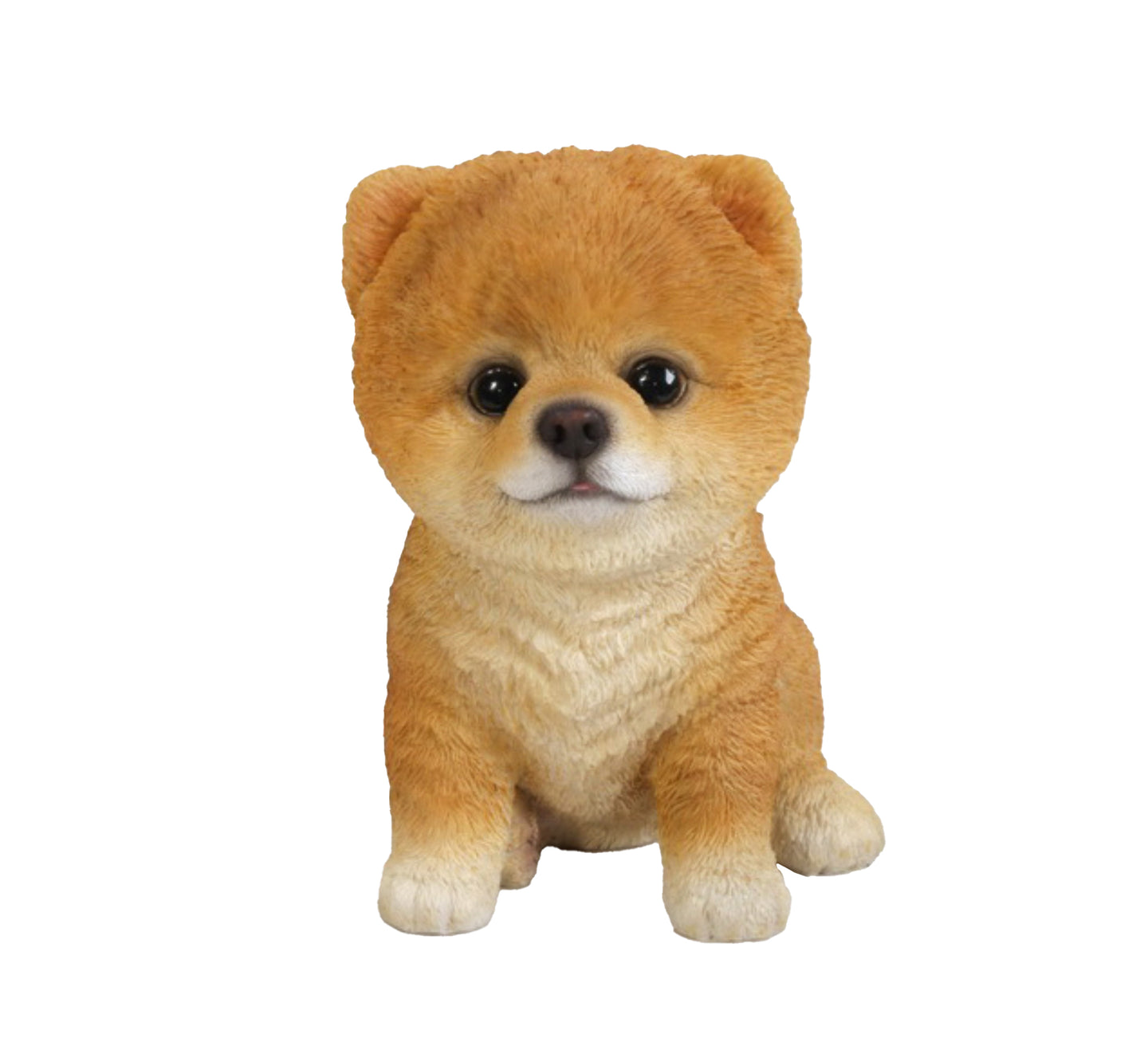 Pomeranian Puppy