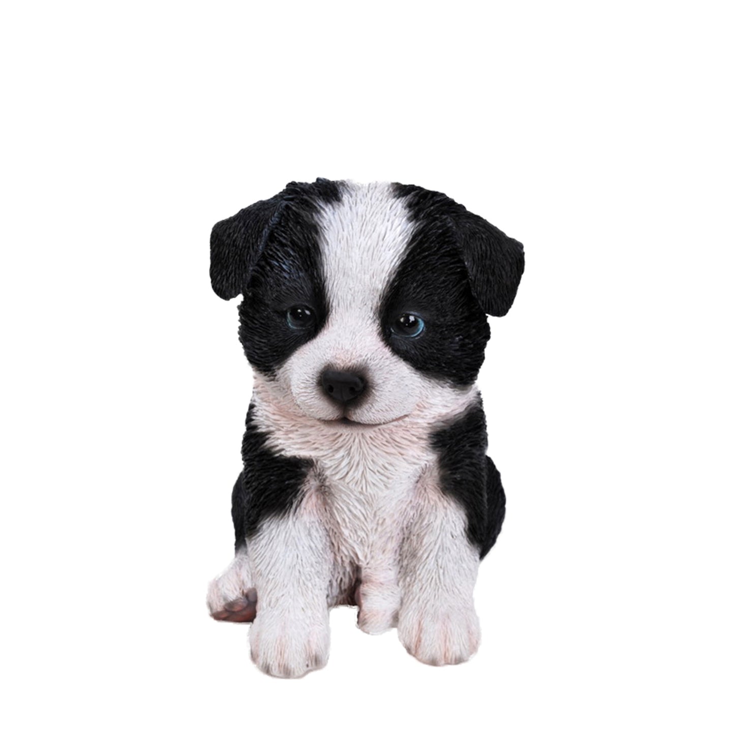 Border Collie Puppy