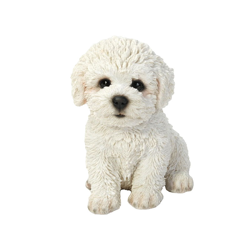 Bichon Frise Puppy