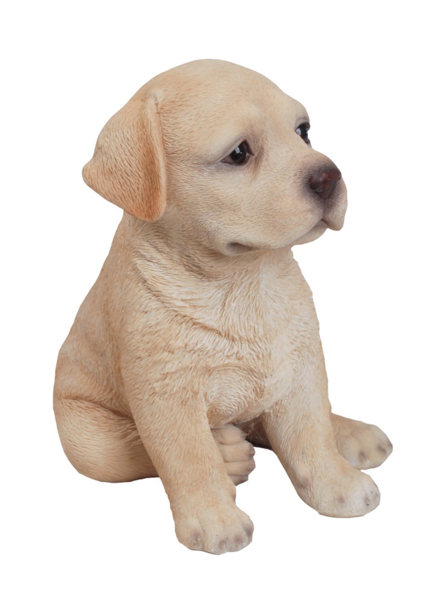 Yellow Labrador Puppy