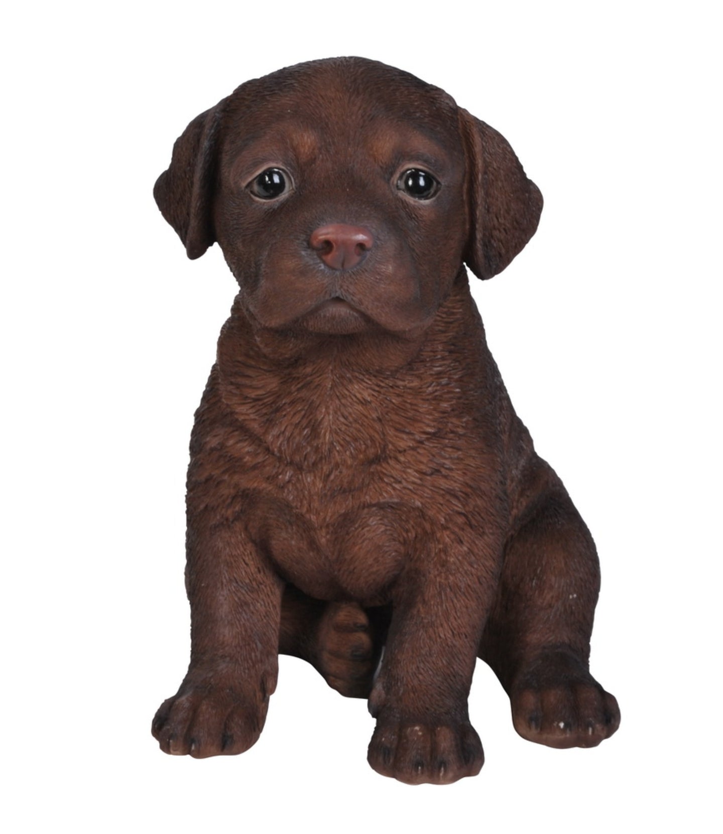 Chocolate Labrador Puppy