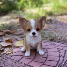 Load image into Gallery viewer, Brown &amp; White Chihuahua Puppy
