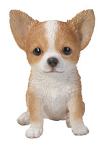 Load image into Gallery viewer, Brown &amp; White Chihuahua Puppy
