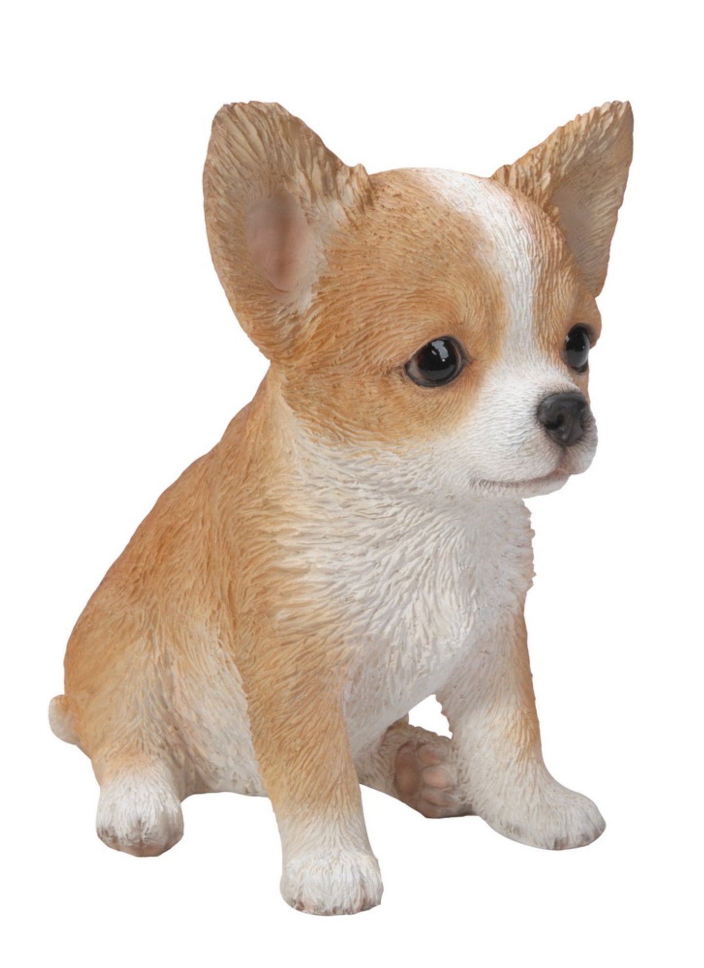 Brown & White Chihuahua Puppy