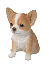 Load image into Gallery viewer, Brown &amp; White Chihuahua Puppy
