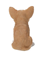 Load image into Gallery viewer, Brown &amp; White Chihuahua Puppy
