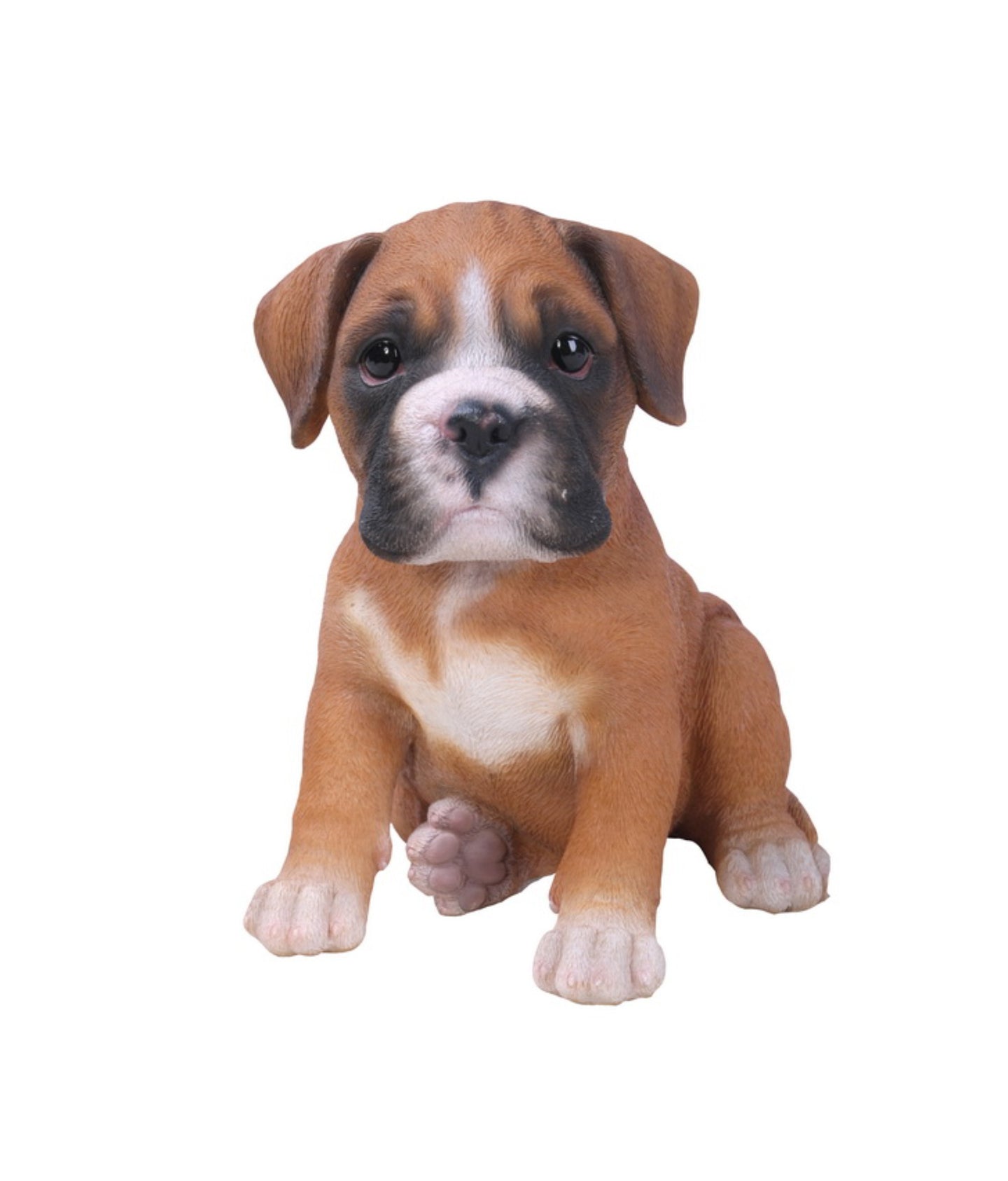 Boxer Puppy