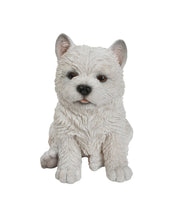 Load image into Gallery viewer, White Terrier Puppy
