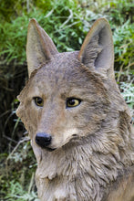 Load image into Gallery viewer, Sitting Coyote Statue (Hi-Line Exclusive)
