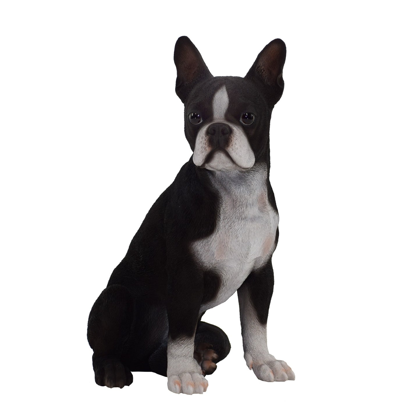 Boston Terrier