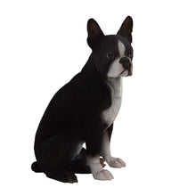 Load image into Gallery viewer, Boston Terrier
