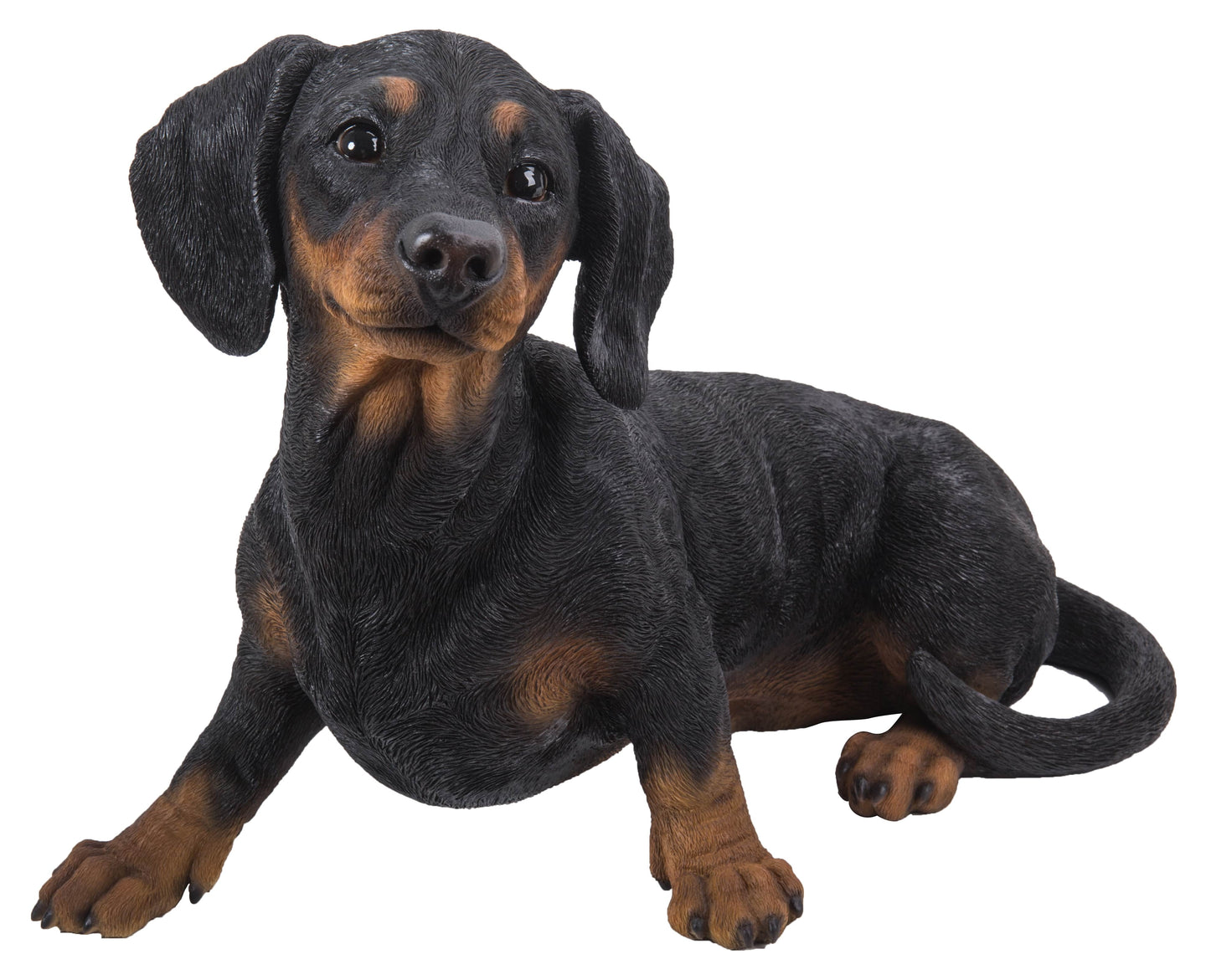 Dachshund