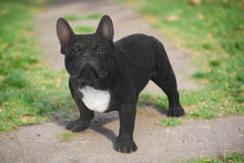 Load image into Gallery viewer, French Bulldog Statue
