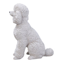 Load image into Gallery viewer, White Poodle Sitting
