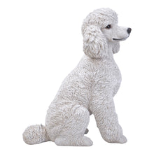 Load image into Gallery viewer, White Poodle Sitting
