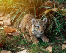 Load image into Gallery viewer, Playing Tiger Baby Statue
