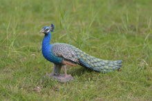 Load image into Gallery viewer, Peacock
