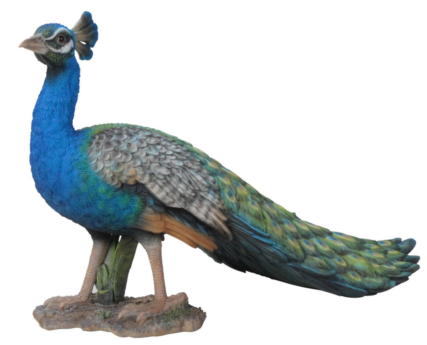 Small Peacock